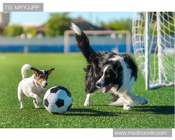 足球明星与爱犬的温馨瞬间大揭秘精美图片展示你不知道的宠物故事